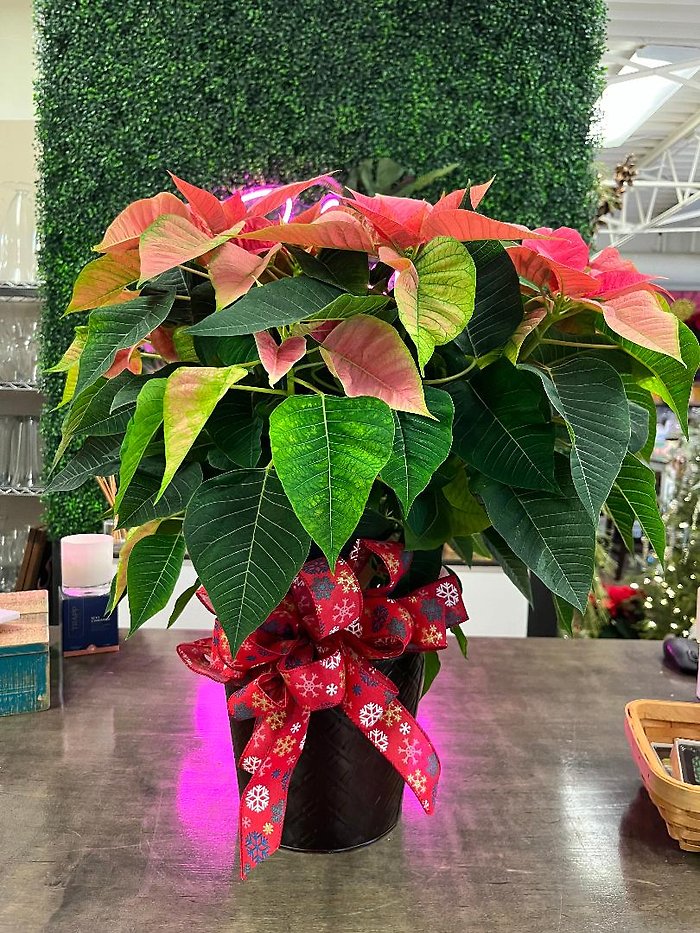 8\" Pink Poinsettia