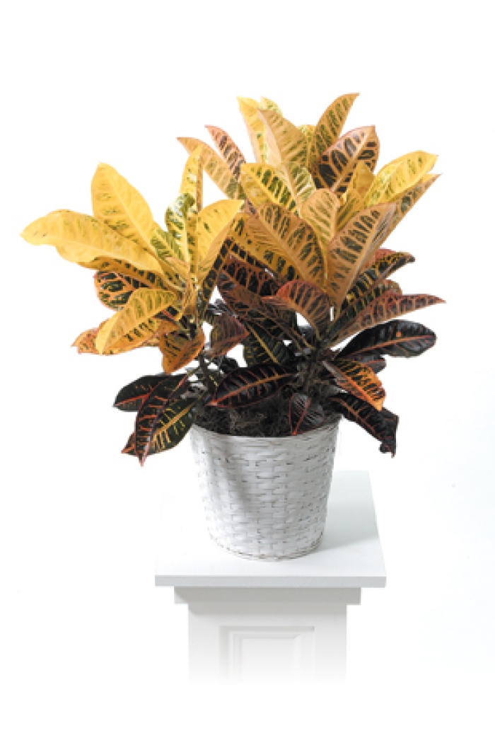 Large Croton Plant