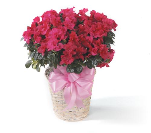 Azalea Plant