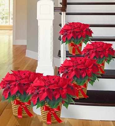 Poinsettia Package