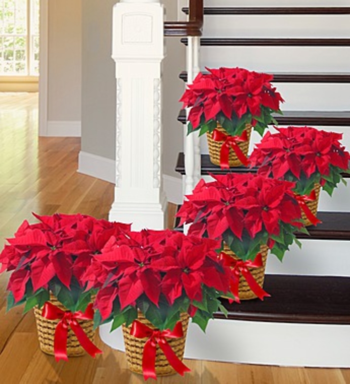 Poinsettia Package