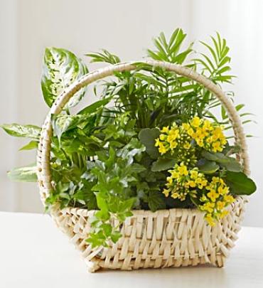 European Dish Garden?