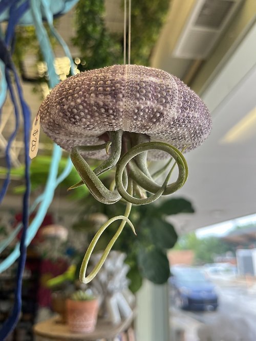 Hanging Air Plants