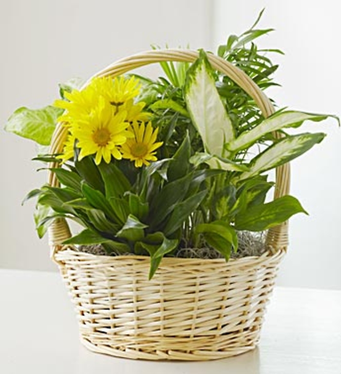 Dish Garden with Fresh Cut Flowers