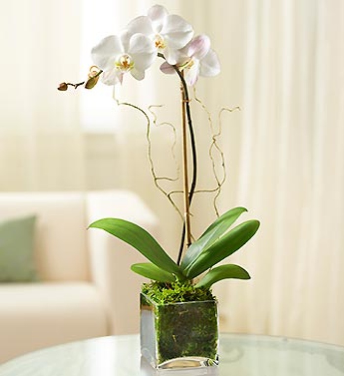 Phalaenopsis Orchid in Glass Container